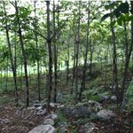 <b>지인분</b>의 소개로 ‘옻’ 채취 체험을 하게되었습니다!!!