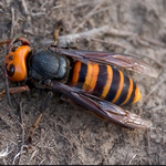 군대 말벌류 甲