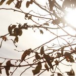 플로리다내추럴로 핫자몽주스를?! 쌀쌀한 날씨에 딱이네요