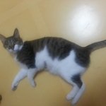 [빙구찡찡]조금 빙구같은 우리집 고양이