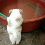 궁디 팡팡 하고싶은 <b>동물</b>들의 뒷태