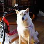 [허스키<b>심바</b>] <b>심바</b>랑 산책중 길 잃은 친구를 만났어요.