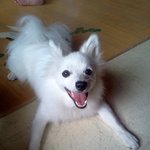 [멍이] 유기견에서 우리집 막내로!  2
