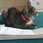 [<b>니니</b>네] <b>니니</b>는 뭘먹고 그렇게 예쁘니?