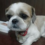 전북 <b>전주시</b> 시츄 남자아이 주인찾습니다