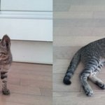 풀숲에서 구조한 아깽이들중 이쁜 <b>난이</b>와 귀여운 콩이만 남았어요ㅠㅠ...