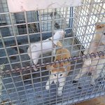 유기견 보호소 <b>봉사</b>활동후기.