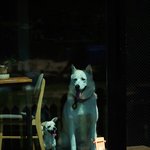 [허스키<b>심바</b>] 애견 카페의 거대요정