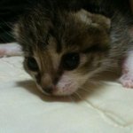 [빙구찡찡] 빙구같은 우리집고양이2탄!! [빙구비긴즈]