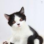 매일 매일 이쁜 강아지, 고양이를 보고,  투표하는 사이트 좌표에요...