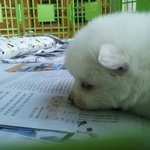 잘생긴 울 <b>강쥐</b>