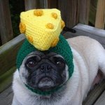 깜찍한 퍼그의 털모자 패션들.jpg