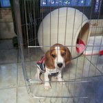 내동생은 "악마견 비글"입니다.