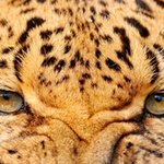 [활화산] 정육점엽기실화 -아버지와 난 정육점에서 고기가 될 뻔했다...