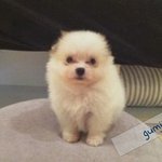 [앙이네] 앙앙가족 소개할께요! - ①<b>검지</b>