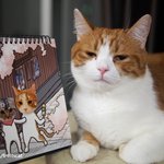 [유봉이네] (추가글)상업적인 유봉이네 남집사의 목표 ㅋ(유봉이네)