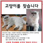 서울시<b>서대문</b>구북아현동 페르시안찾아요