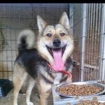 [<b>실험</b>견슈] <b>실험</b>견이었던 슈에게 든든한 가족이 되어주세요
