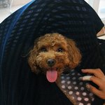 귀여운 우리 강아지, 옷걸이로 집 만들어 주는 방법~