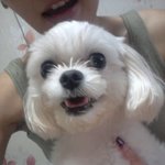 천호동 고분시장 말티즈남아찾아주세요