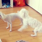 [짱아2세] 태어난지 1일째! <b>꼬물</b>이 4마리~~