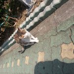 [도와주세요] 길고양이가 많이 아파요