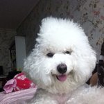 [<b>두부</b>] 페북<b>두부</b> ㅜㅜ