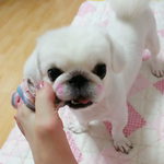 통제<b>불능</b> 울집 강아지를 소개합니다