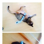 우리집냥이처음소개해요!'