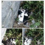 [<b>인어</b>공주] 풀숲에서 구조한 아깽이 귀요미 콩이가 애타게 기다려요