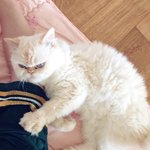 [호슈<b>리네</b>] 호슈<b>리네</b> 홈파티 손님맞이