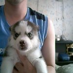 [허스키심바] 보고싶은 루키..우리는 합쳐서 루<b>심이</b>