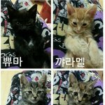 이쁜 아기천사들^^ 좋은 가족이 되어주실분 기다릴께요