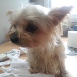 [내사랑<b>요키</b>] 슬개골탈구로 안락사 위기에 처한 노견 <b>요키</b>를 살려...