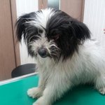 [내사랑<b>요키</b>] 보호소 고참 이라 안락사 위기에 처한 아이를 살려...