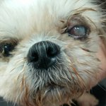 [내사랑요키] 가엾은 외눈박이 아가씨 <b>시츄</b> 리아의 평생가족이 되어...