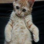 제눈엔 너무 사랑스러운 냥이 <b>보리</b>를 소개합니다 ^0^