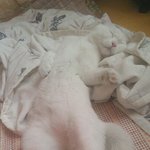 [고양이] 느낌 아니까~