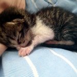 [절세<b>미묘</b>] 업둥이 모셔와 상전으로 만들기 꼬물이에서부터