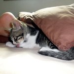 [절세<b>미묘</b>] 스토리를 만들수 있을거같아요 카메라의식하는 고양이