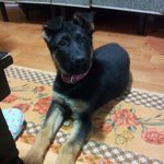 수리수리 개수리에요