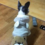 [귀요<b>미주</b>의] 우리 사랑스런 뽀삐