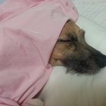 [넛트꾸러기] 저희 집 말썽쟁이 막내 자랑 아닌 자랑합니다!