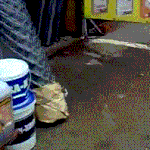 [<b>우</b><b>쭈쭈</b>] [혐오]부러진 고양이