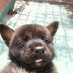 [랑이] <b>무늬</b>만호랑이 멍멍이우리막내 랑이