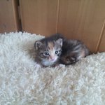 도와주세요.아기냥이.