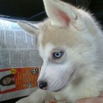 실버 오드아이 허스키 점례 이야기 <b>in</b> russia