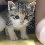 완전<b>미묘</b> 우리모아에요!