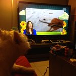 [미대언니] 고양이와 강아지