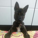 [랑이] <b>무늬</b>만호랑이우리집막내랑이 두번째